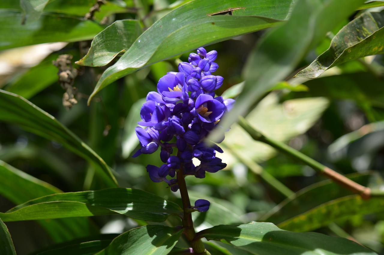 סובה Rainforest Eco Lodge מראה חיצוני תמונה