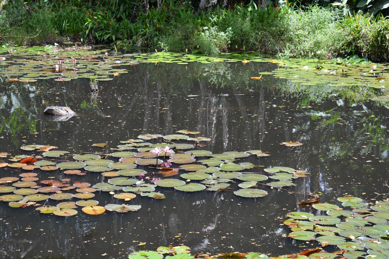 סובה Rainforest Eco Lodge מראה חיצוני תמונה