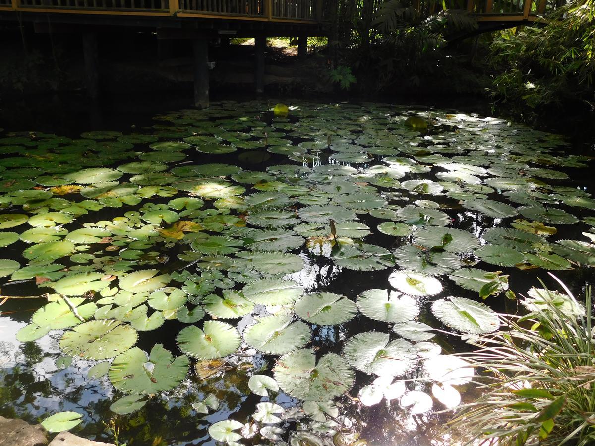 סובה Rainforest Eco Lodge מראה חיצוני תמונה