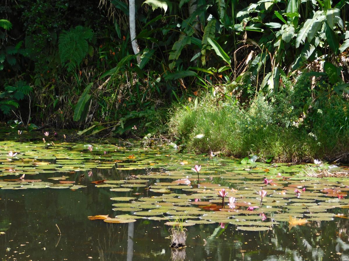 סובה Rainforest Eco Lodge מראה חיצוני תמונה