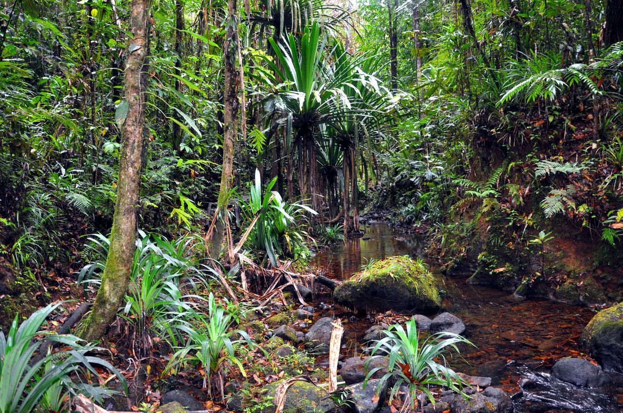 סובה Rainforest Eco Lodge מראה חיצוני תמונה